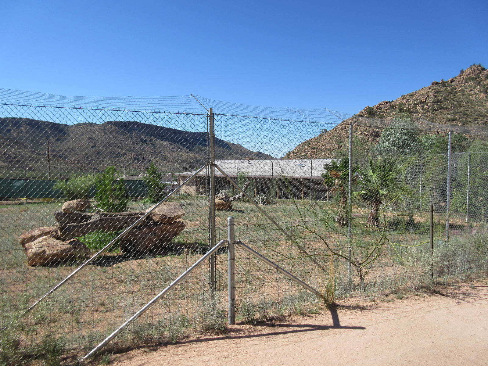 Black African Leopard Exhibit