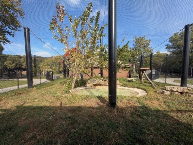 black african leopard exhibit