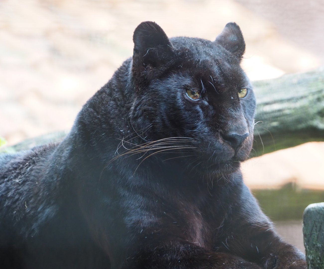 Black African leopard (Panthera pardus), 2021-06-15