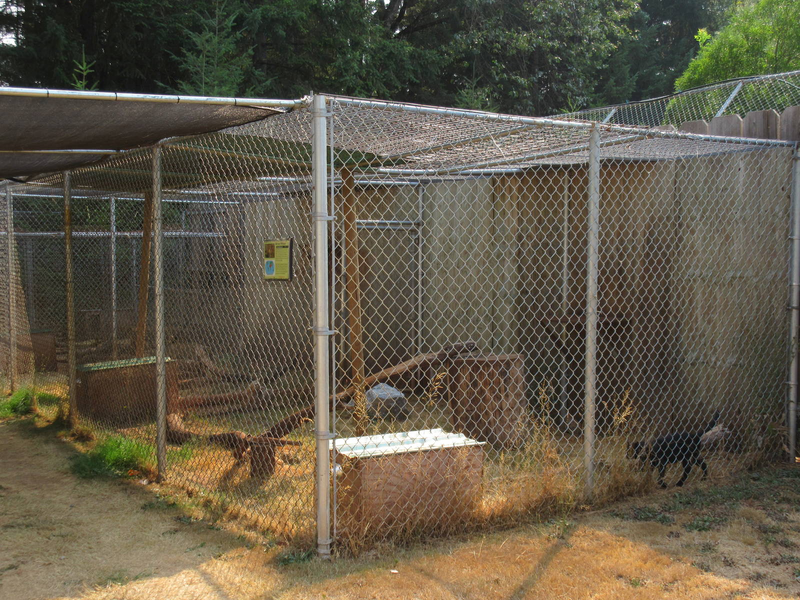 Black African Wildcat Exhibit