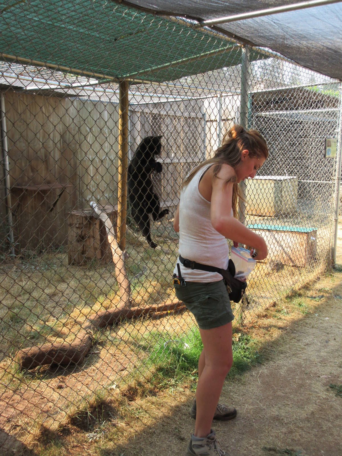 Black African Wildcat