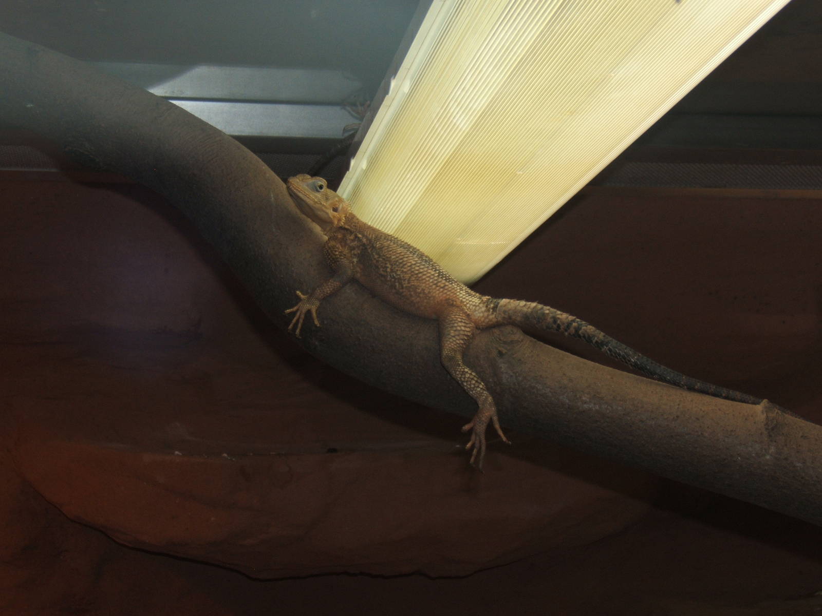 Black Agama (Laudakia melanura)