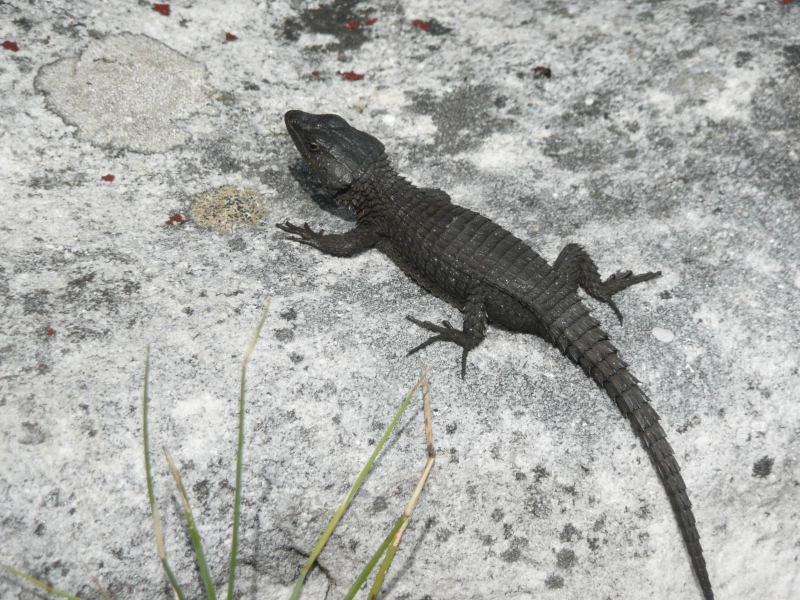 Black Agama