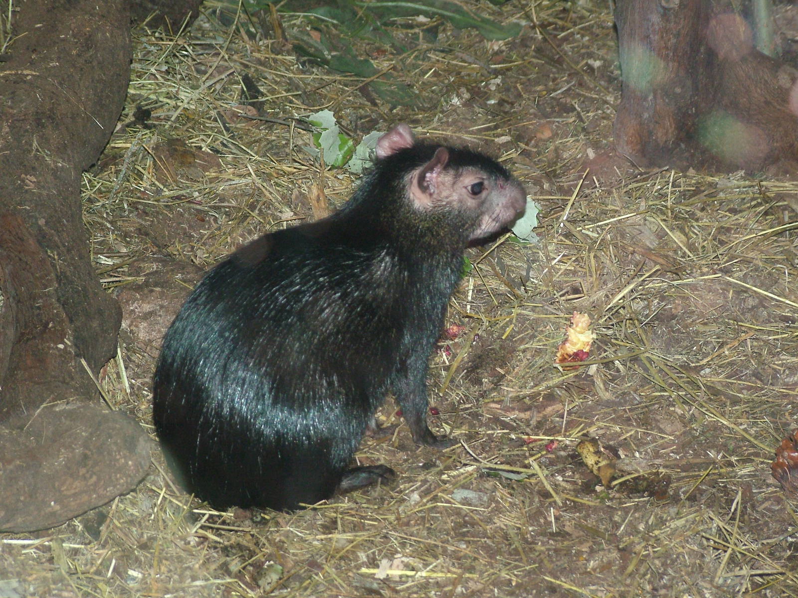 Black Agouti at Faunia, 27/05/11