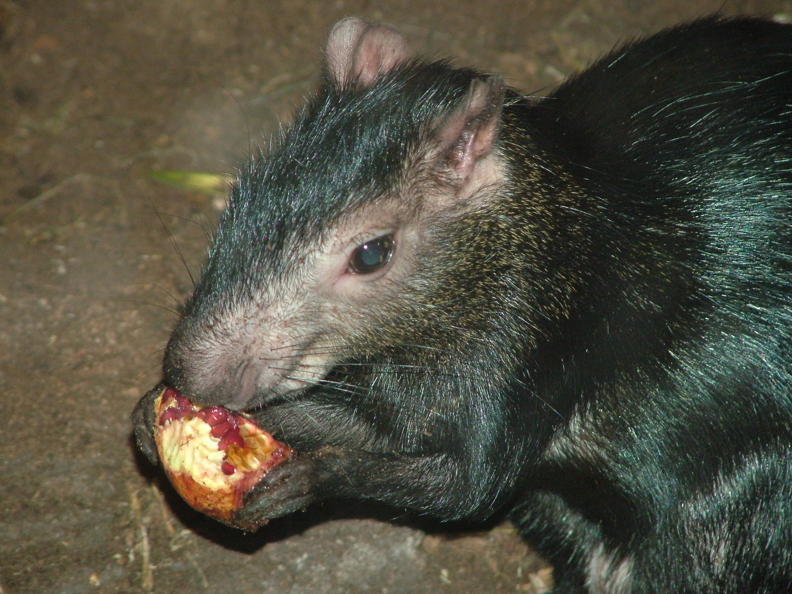 Black Agouti at Faunia, 27/05/11