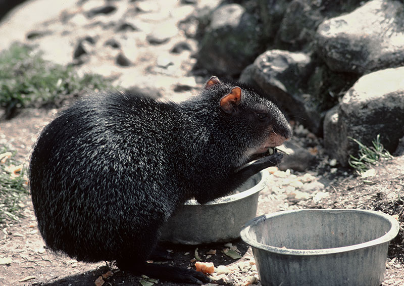 Black agouti at Kilverstone 1977