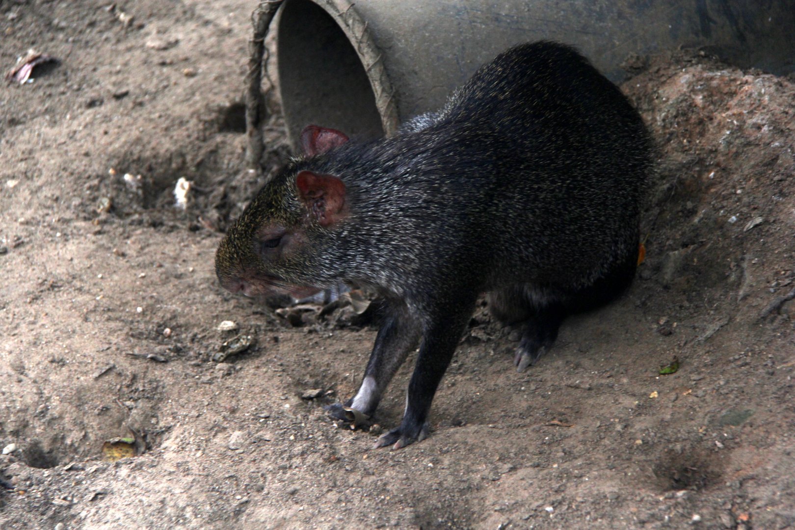 black agouti (Dasyprocta fuliginosa)