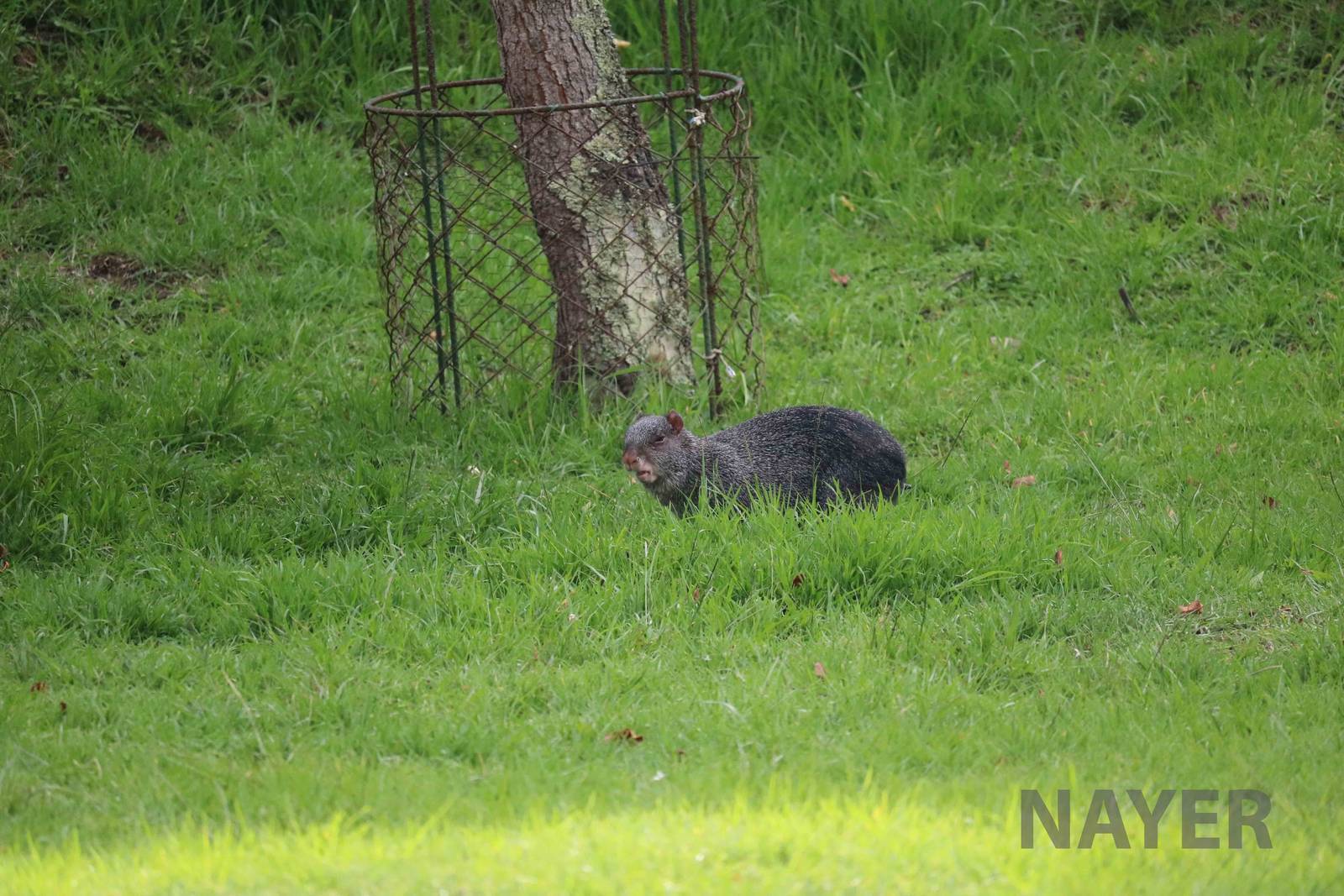 Black agouti, March 2016