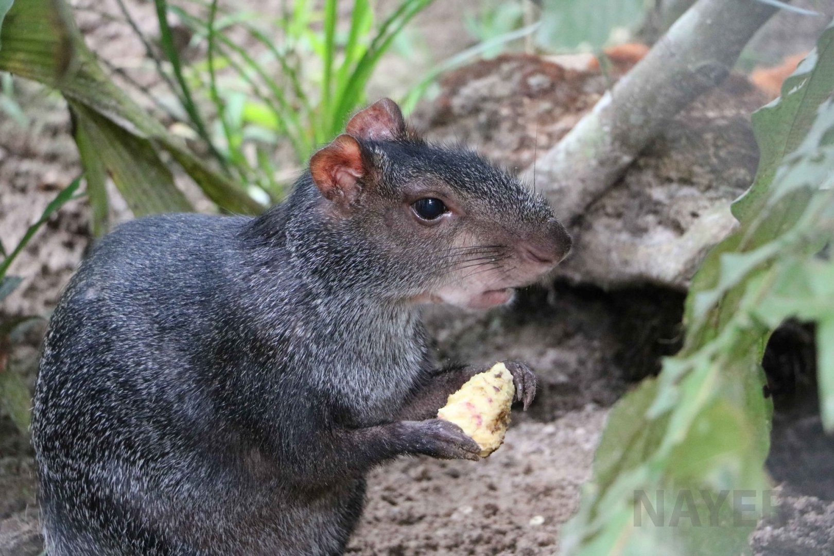 Black agouti, May 2016