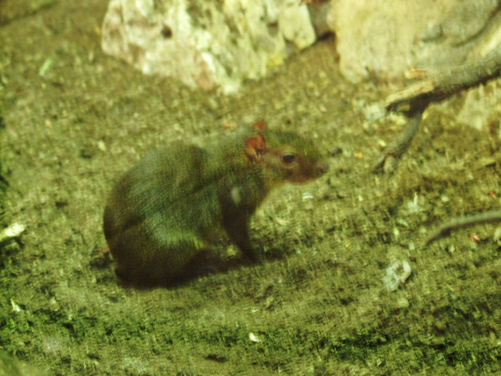 black agouti