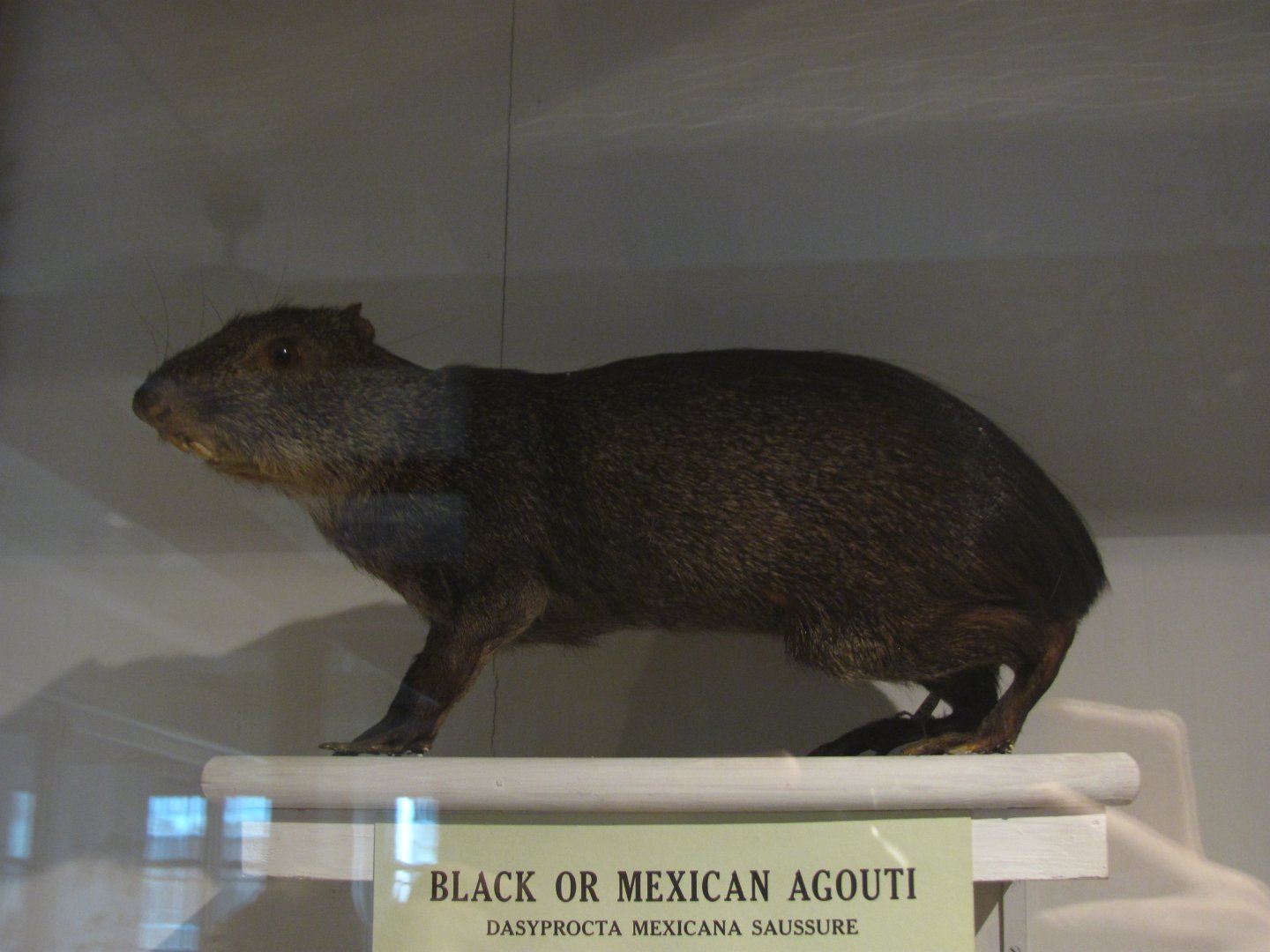 Black Agouti