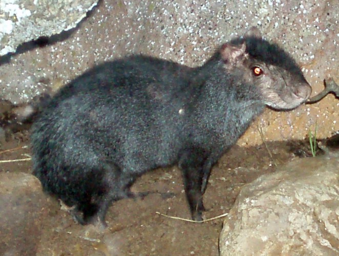 Black Aguti (Dasyprocta fuliginosa)