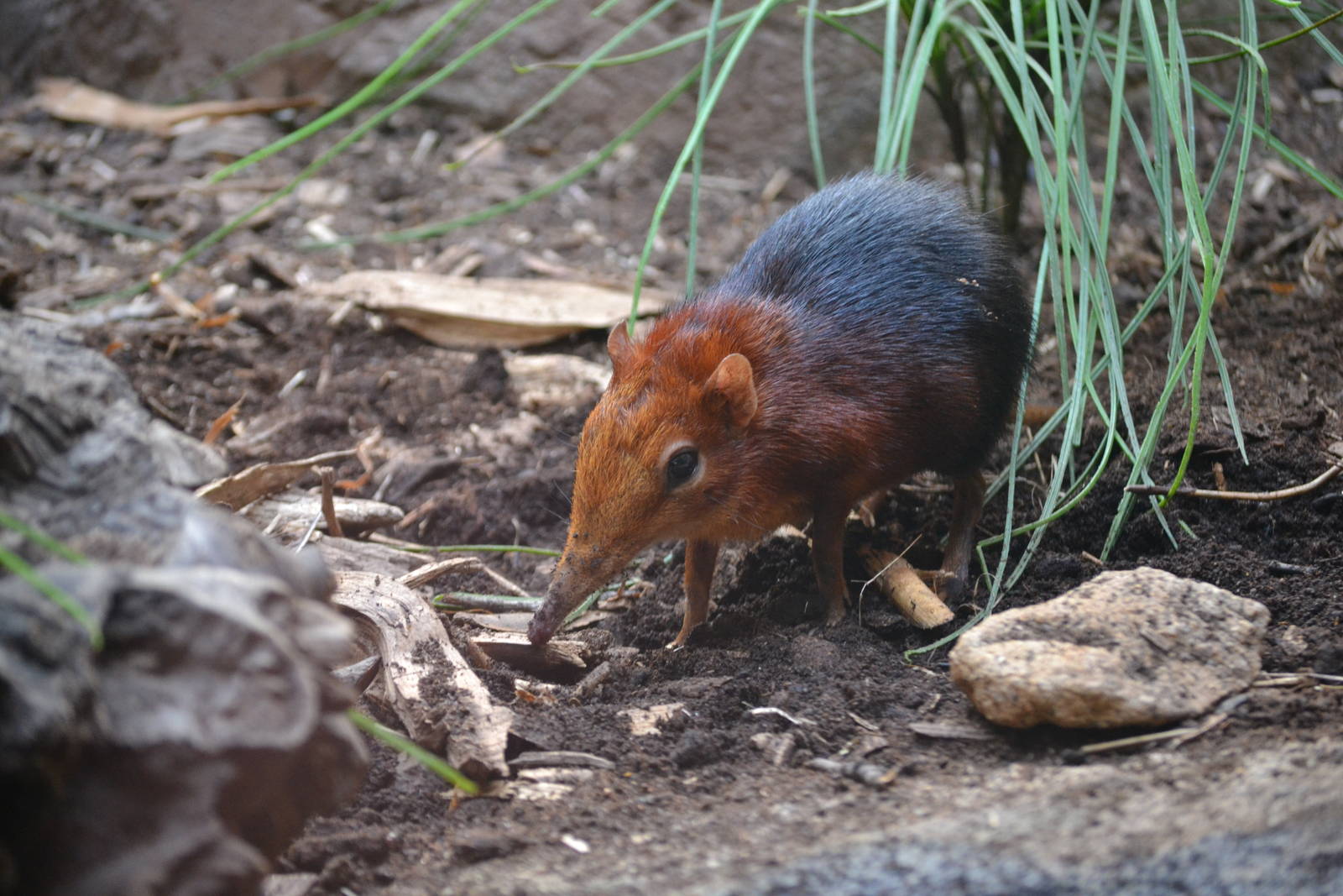 Black&amp;Rufous Elephant Shrew