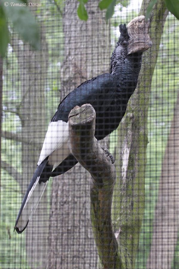 Black &amp; White Casqued Hornbill (Bycanistes subcylindricus subquadra