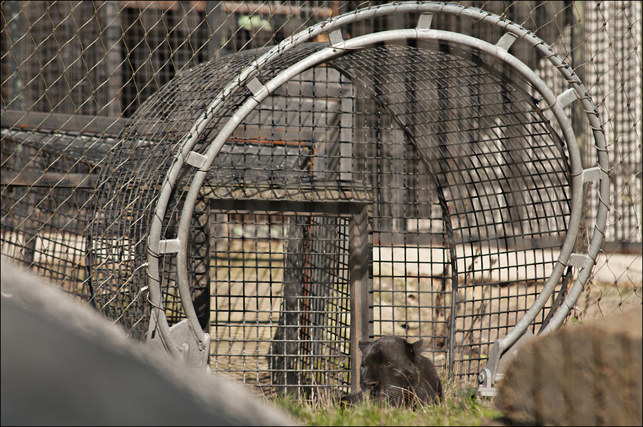 Black Amur-Leopard at Serengeti Park