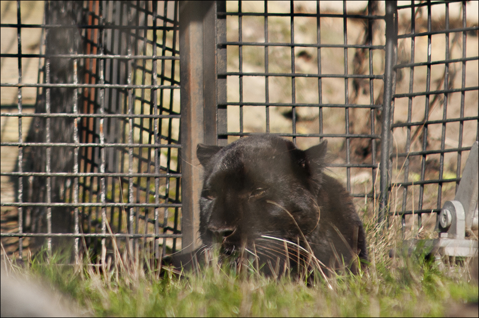 Black Amur-Leopard at Serengeti Park