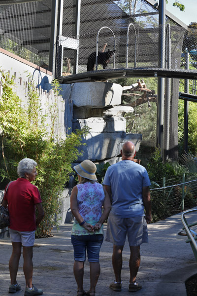black Amur leopard on bridge