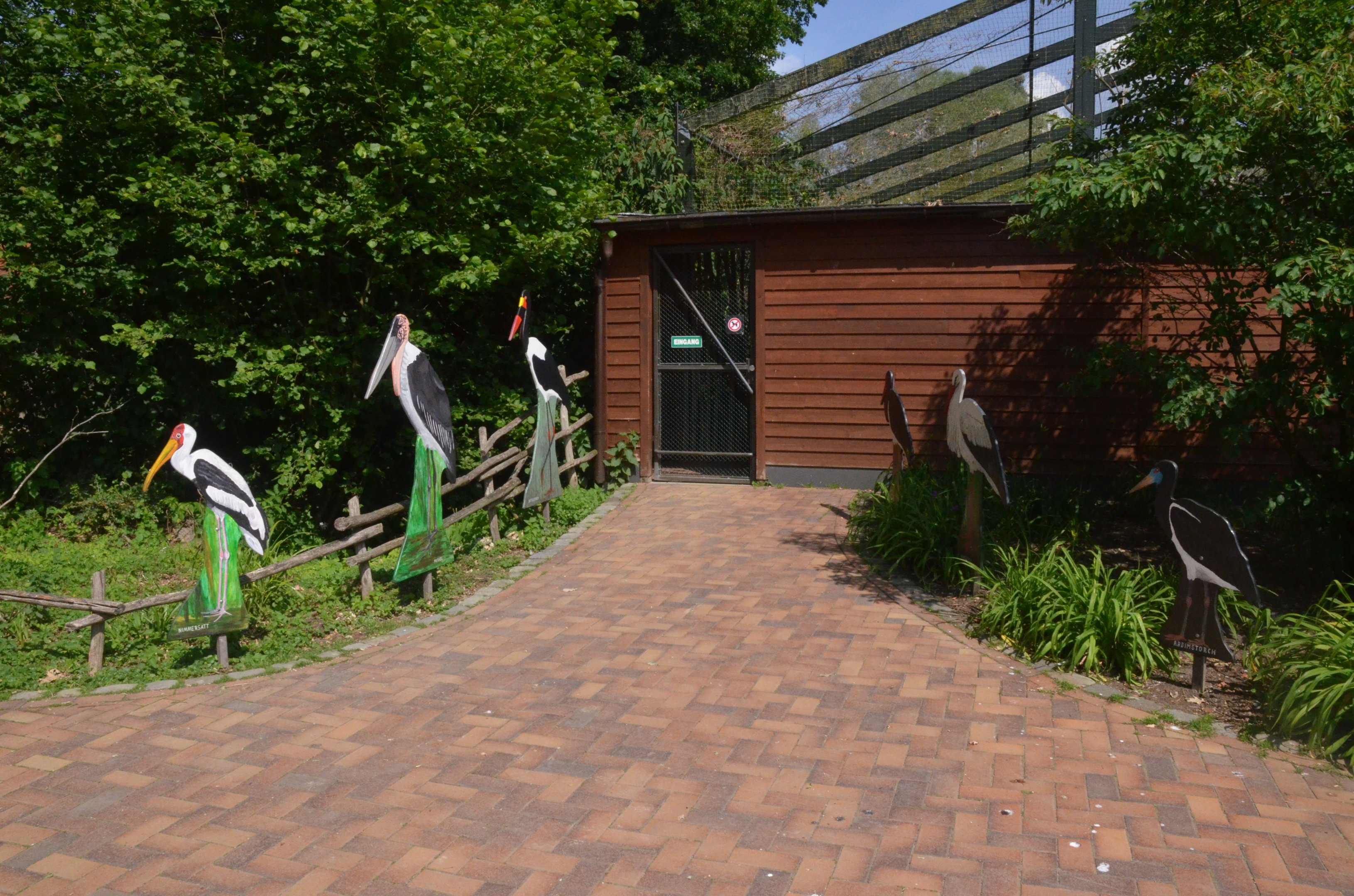 Black and Abdim's Stork Aviary at Rheine, 18/06/19