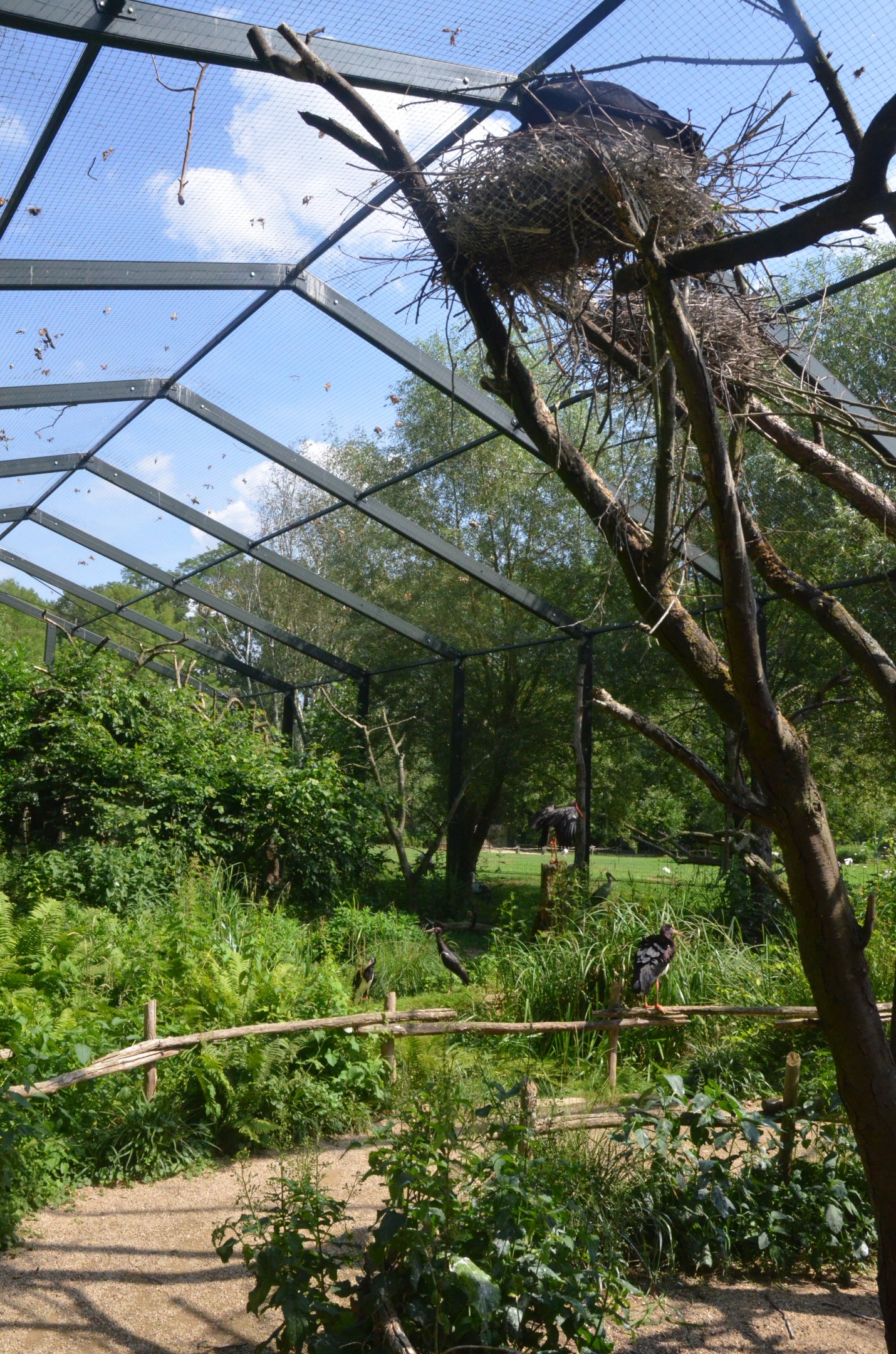Black and Abdim's Stork Aviary at Rheine, 18/06/19