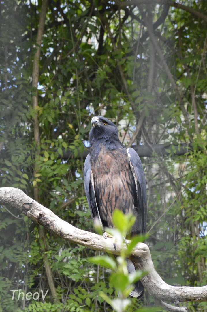 Black-and-chestnut eagle [2019]