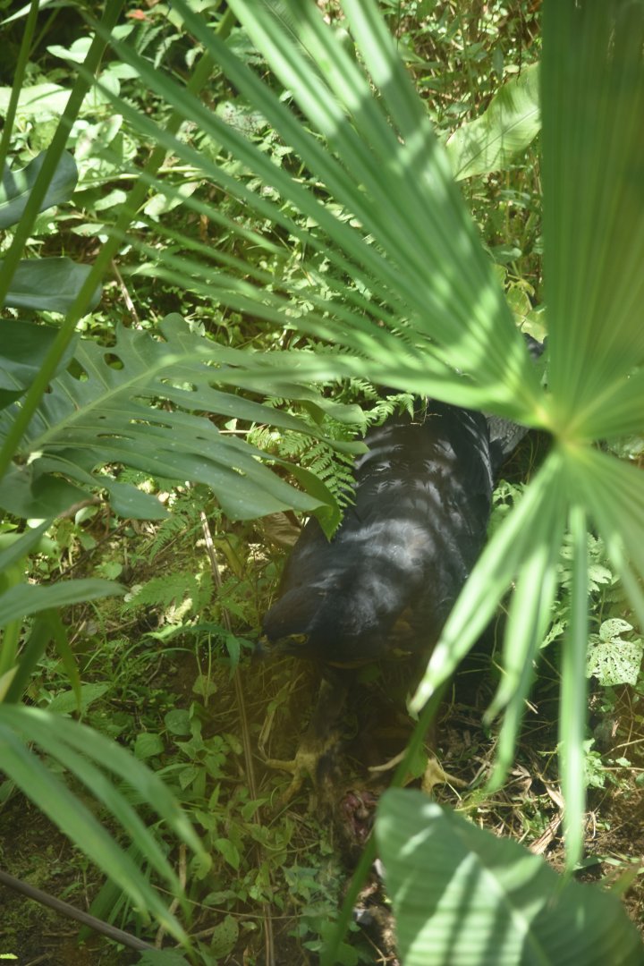 Black-and-chestnut eagle (Spizaetus isidori)