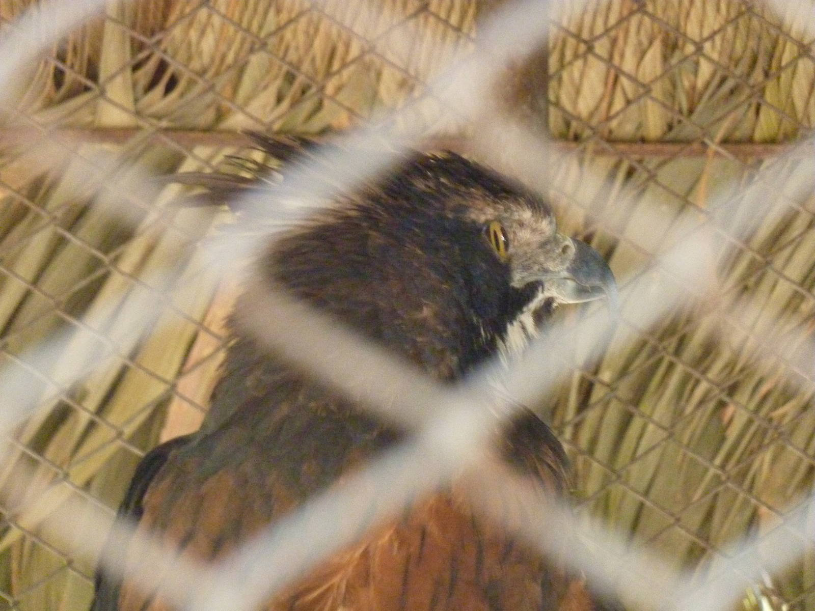 Black-and-chestnut eagle