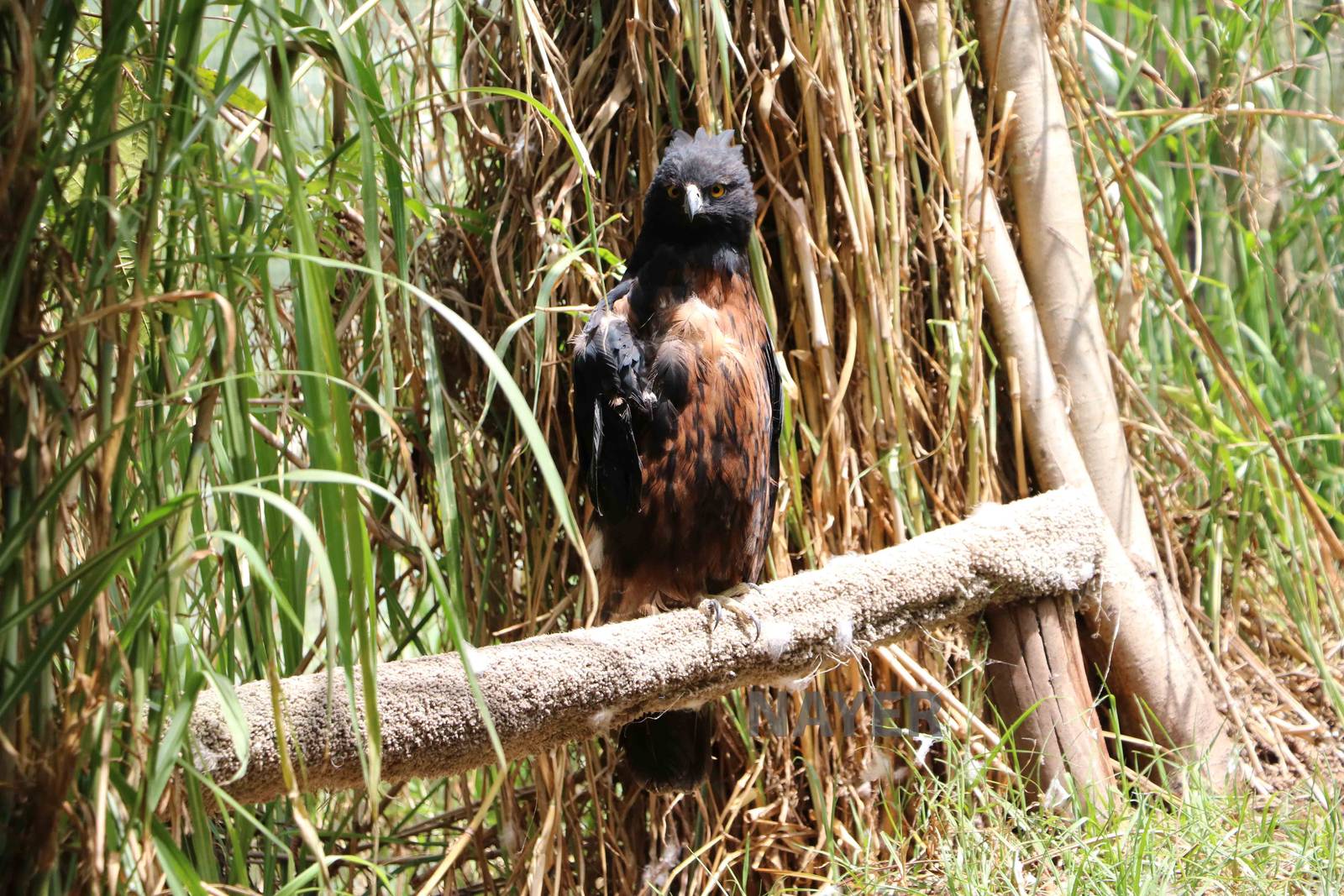Black-and-chestnut hawk eagle - Bioparque la Reserva, March 2016