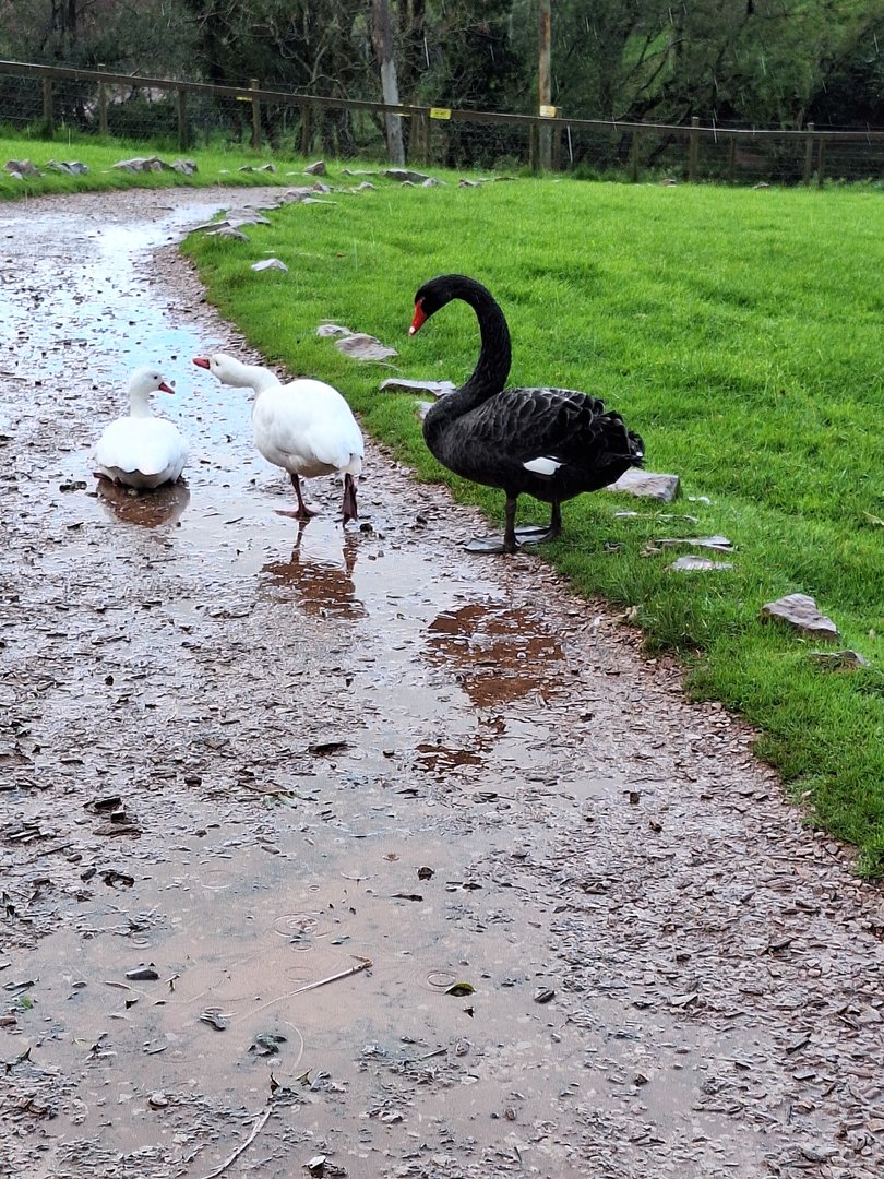 Black and Coscoroba Swans