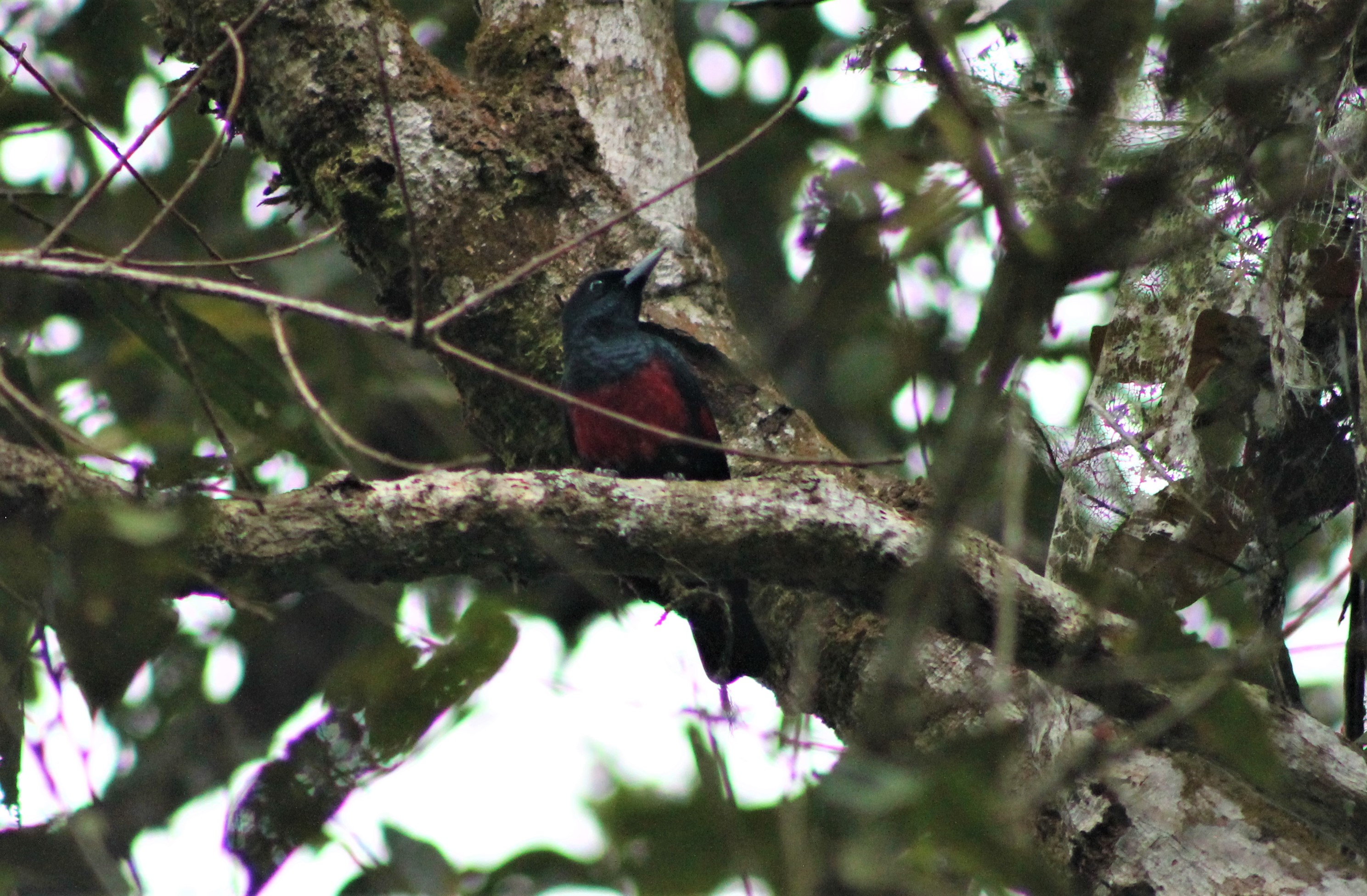 Black and Crimson Oriole (Oriolus cruentatus)