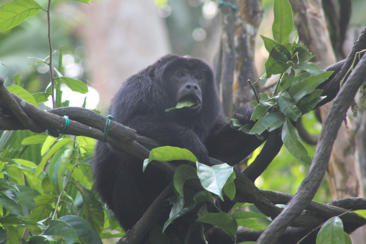 Black-and-gold howler (Alouatta caraya)