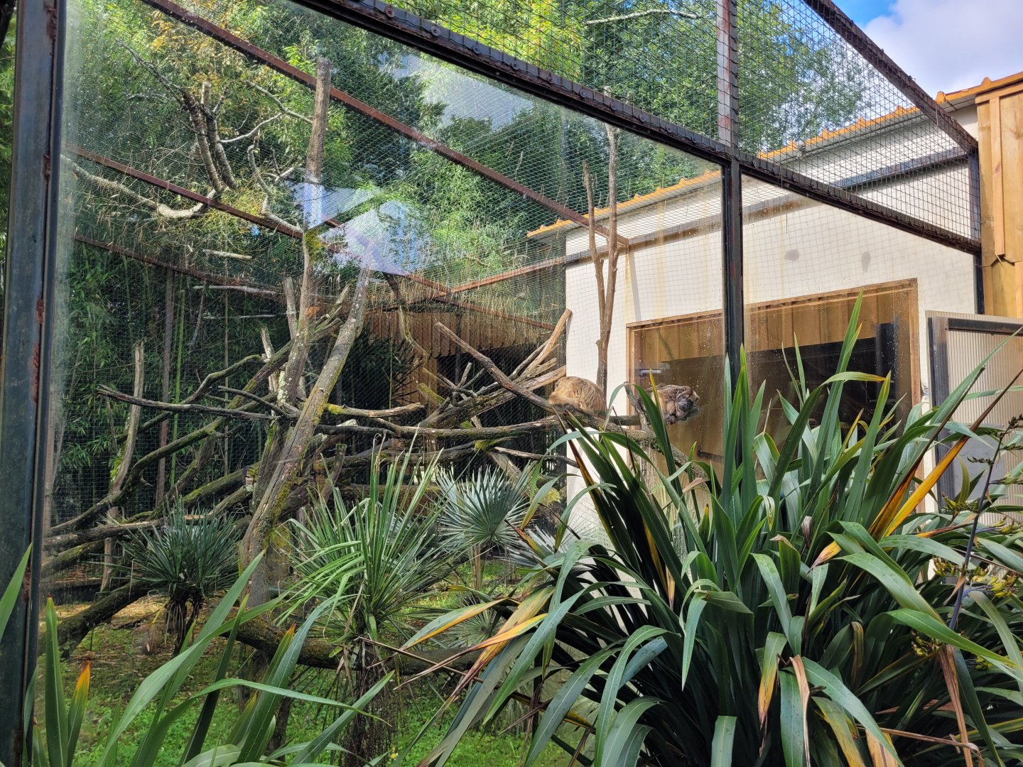 Black-and-gold howler exhibit -Zoo du bassin d'Arcachon (2024)