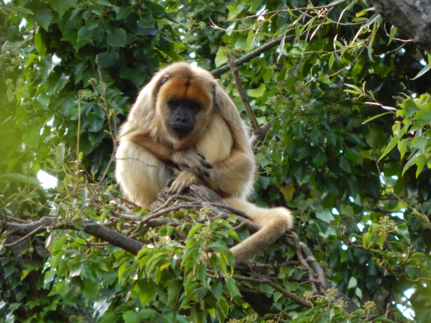 Black and gold howler female 290923