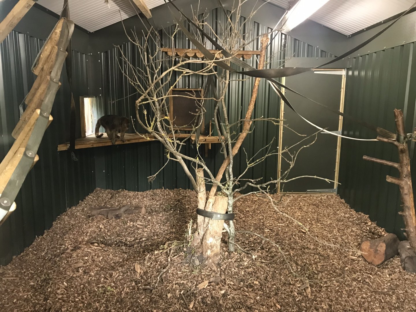 Black and gold howler indoors 230619