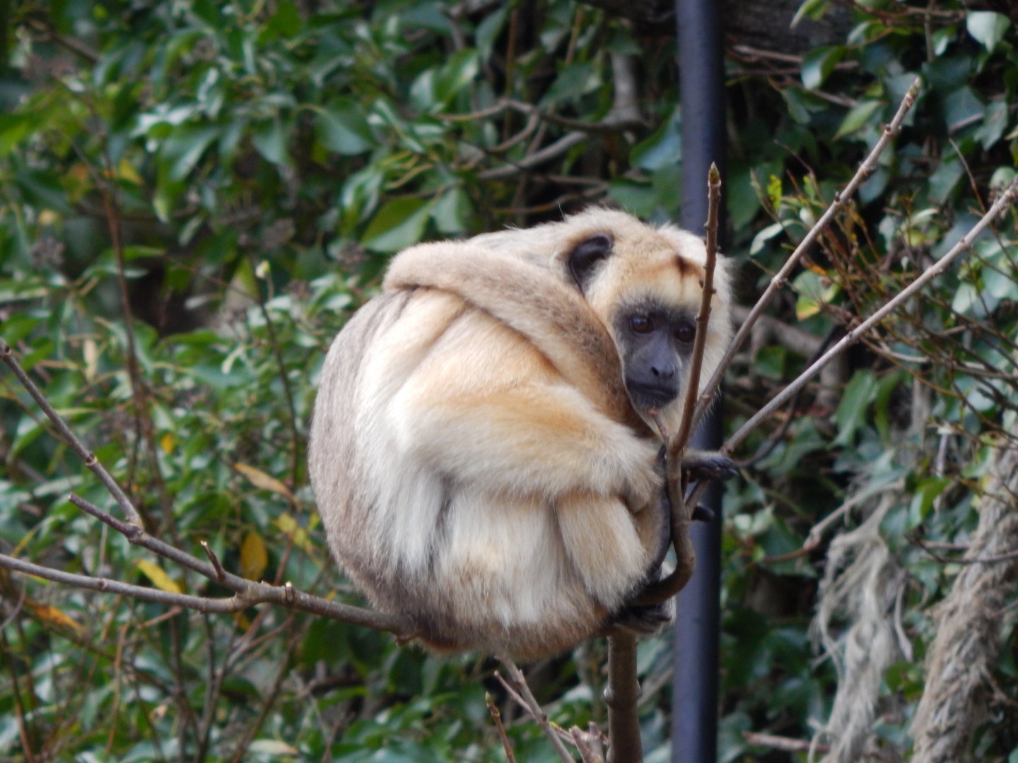 Black and gold howler monkey 201121