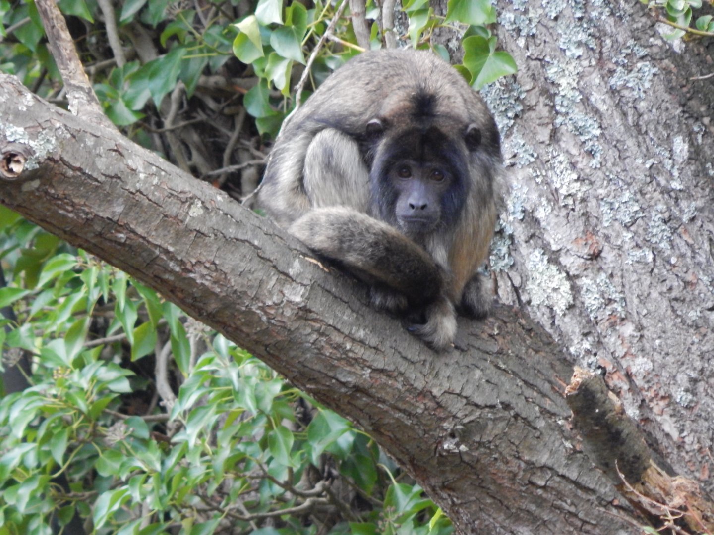 Black and gold howler monkey 201121
