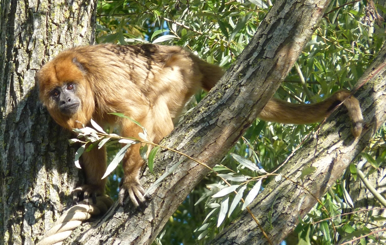 Black-and-gold howler monkey (Alouatta caraya) female