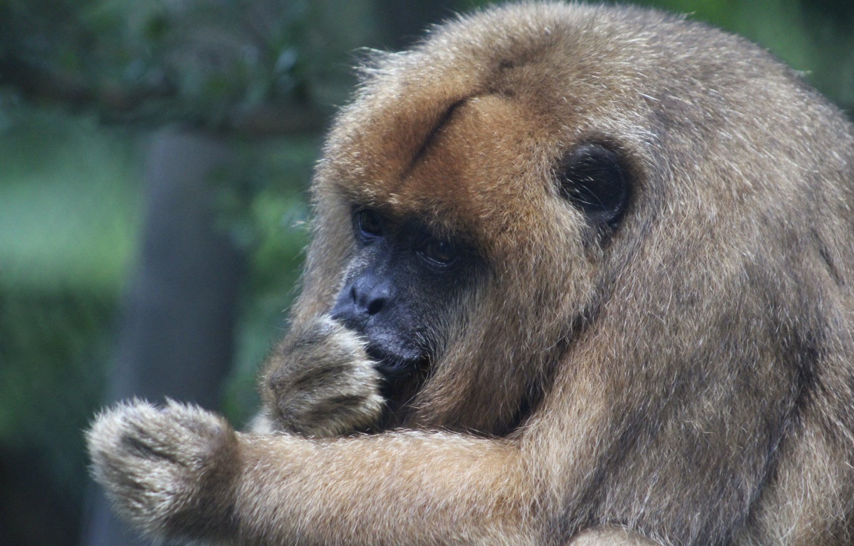 Black-and-Gold Howler Monkey (Alouatta caraya) female