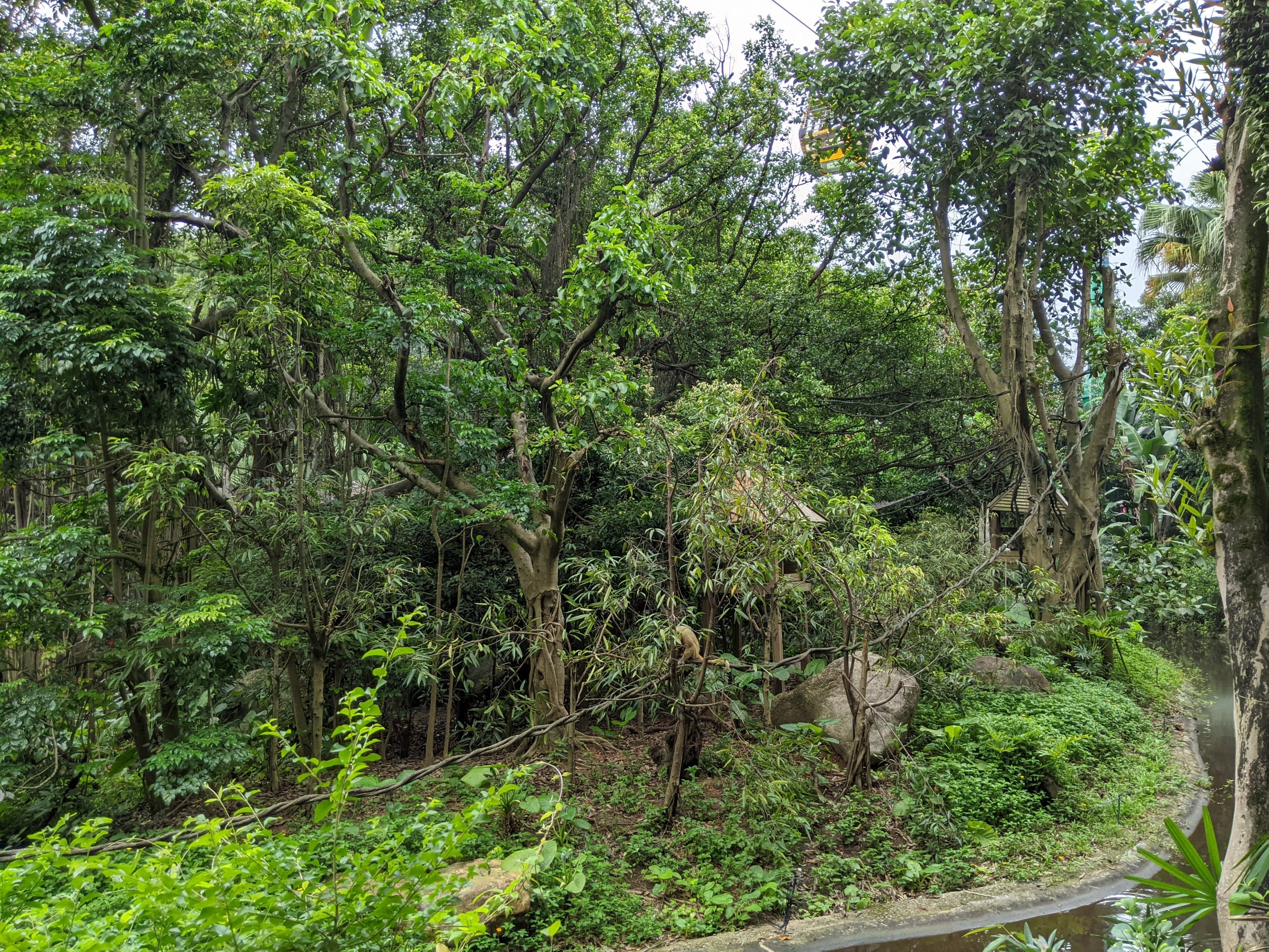 Black and Gold Howler Monkey (Alouatta caraya) island