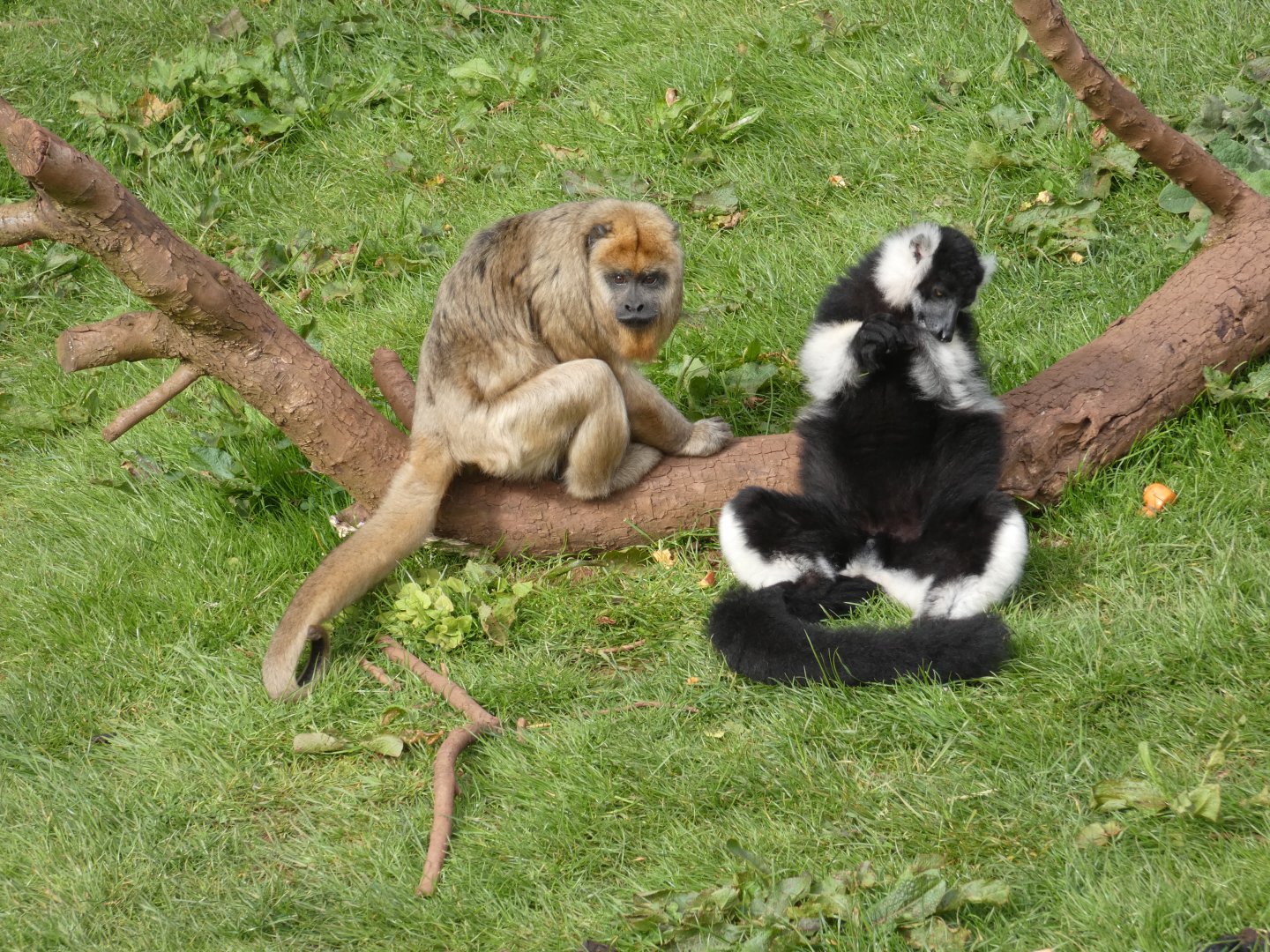Black-and-gold howler monkey and ruffed lemur