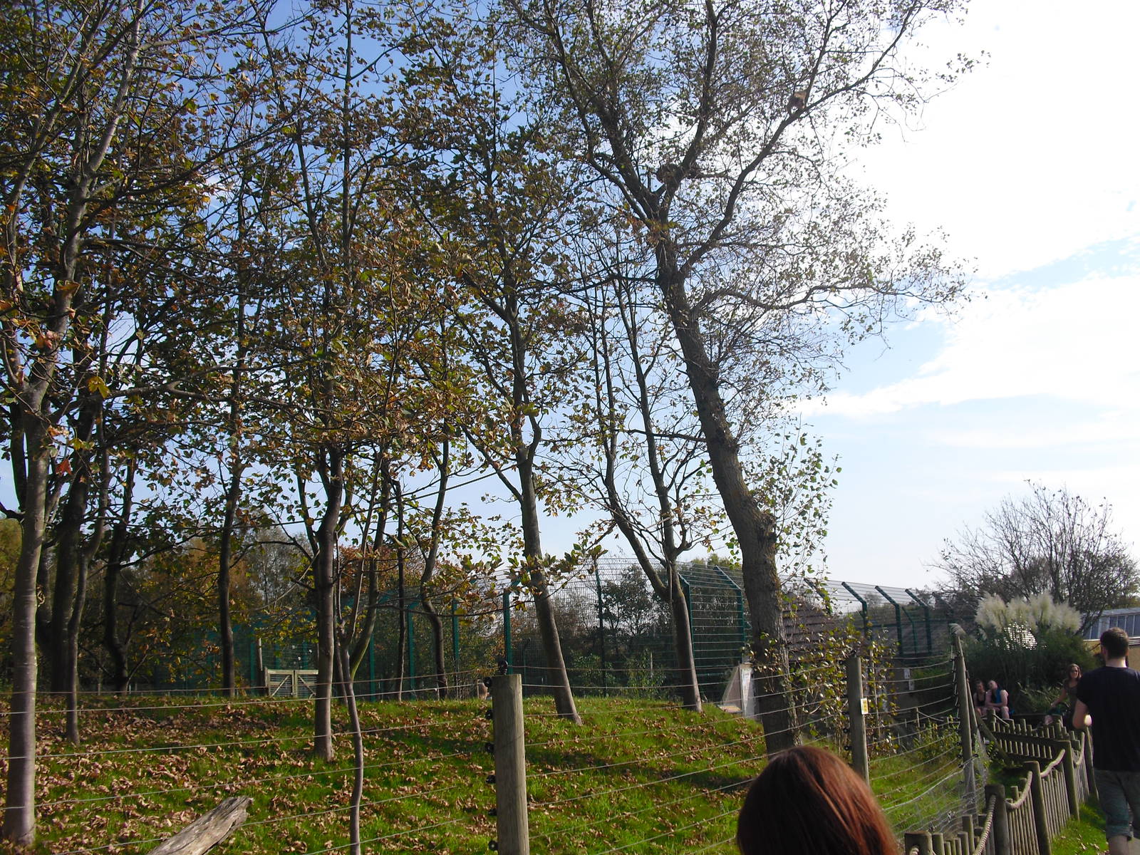Black-and-gold Howler Monkey Enclosure - 01/10/2011
