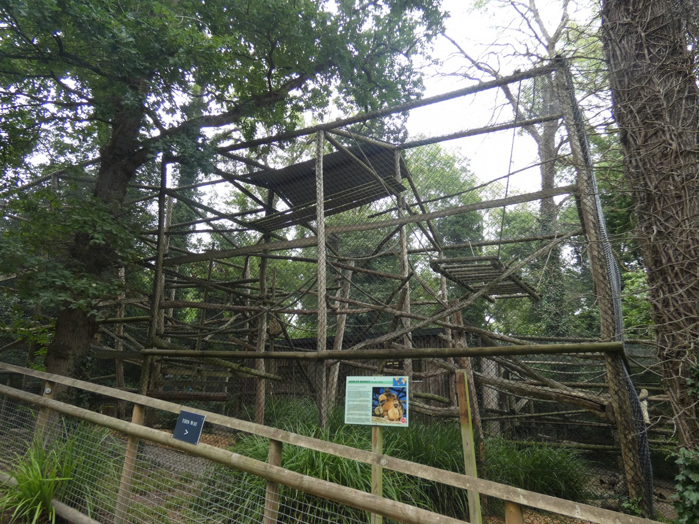 Black-and-gold Howler Monkey enclosure