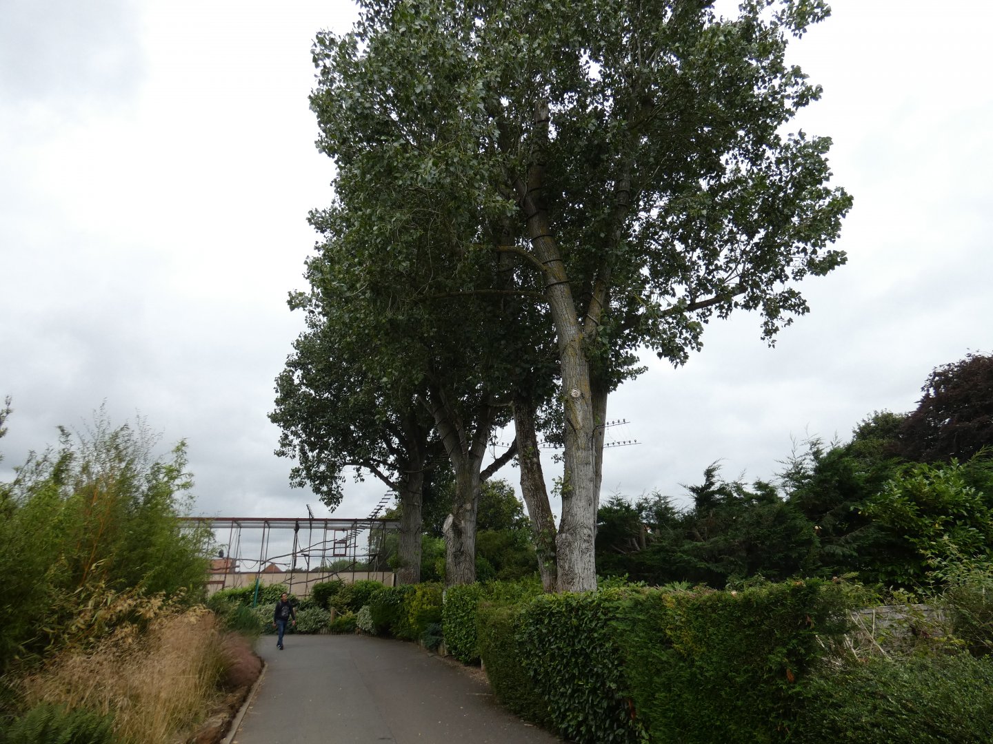 Black-and-gold howler monkey enclosure