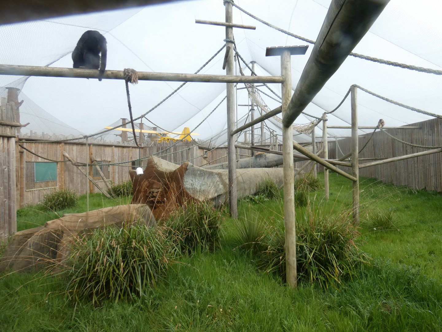 Black-and-gold howler monkey enclosure