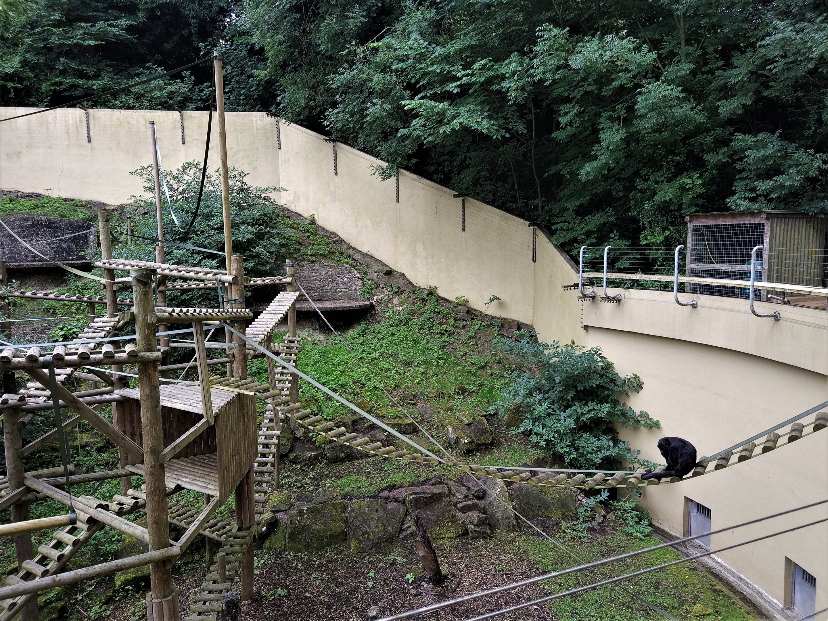 Black and Gold Howler Monkey exhibit