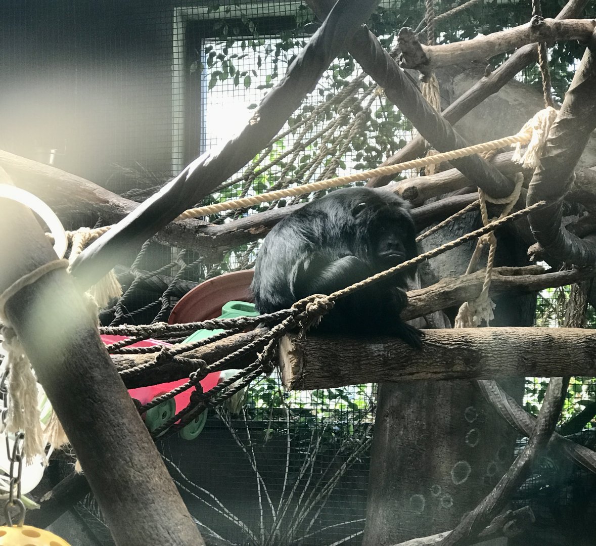 Black and Gold Howler Monkey Exhibit.