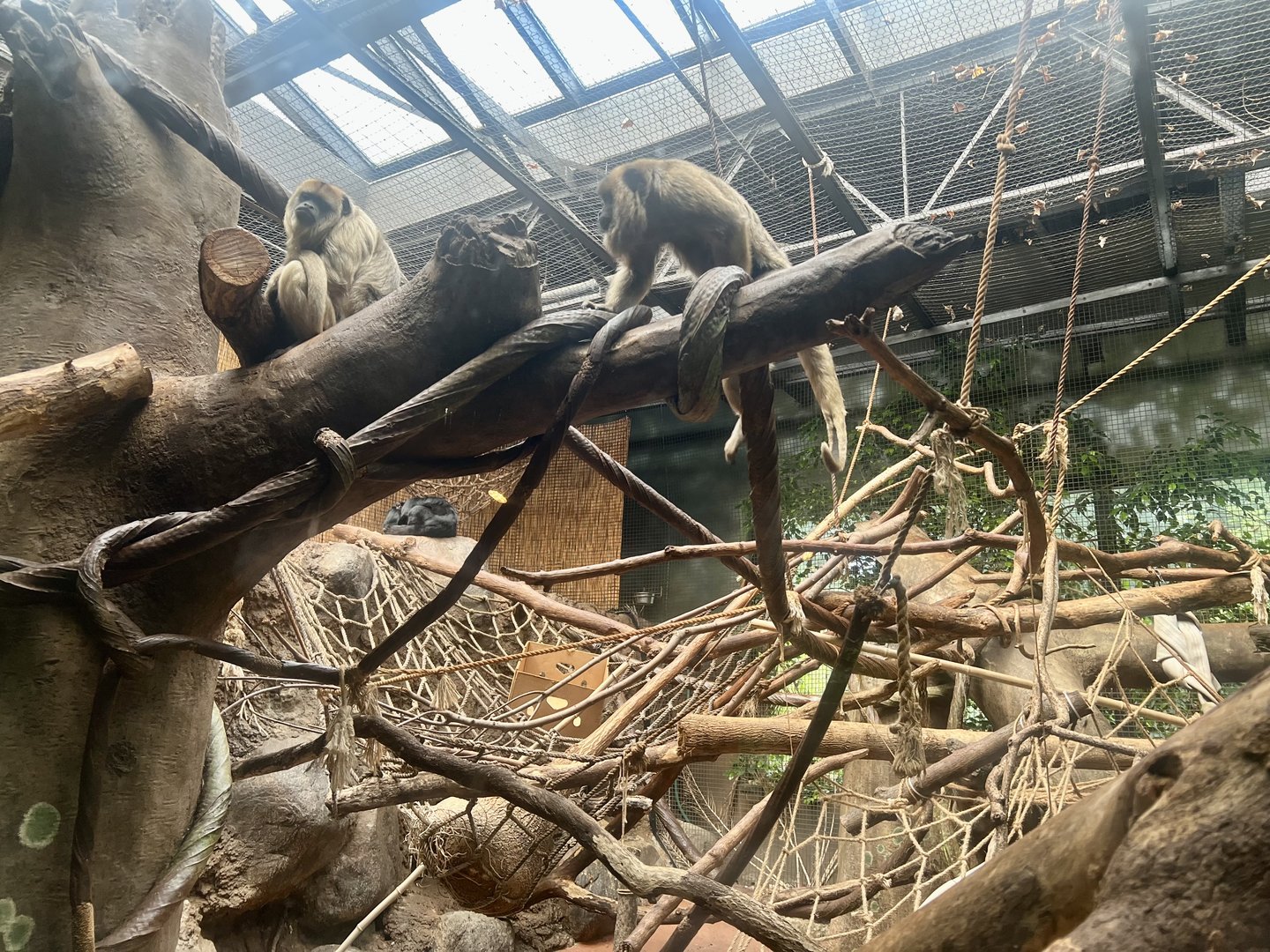 Black and Gold Howler Monkey Exhibit