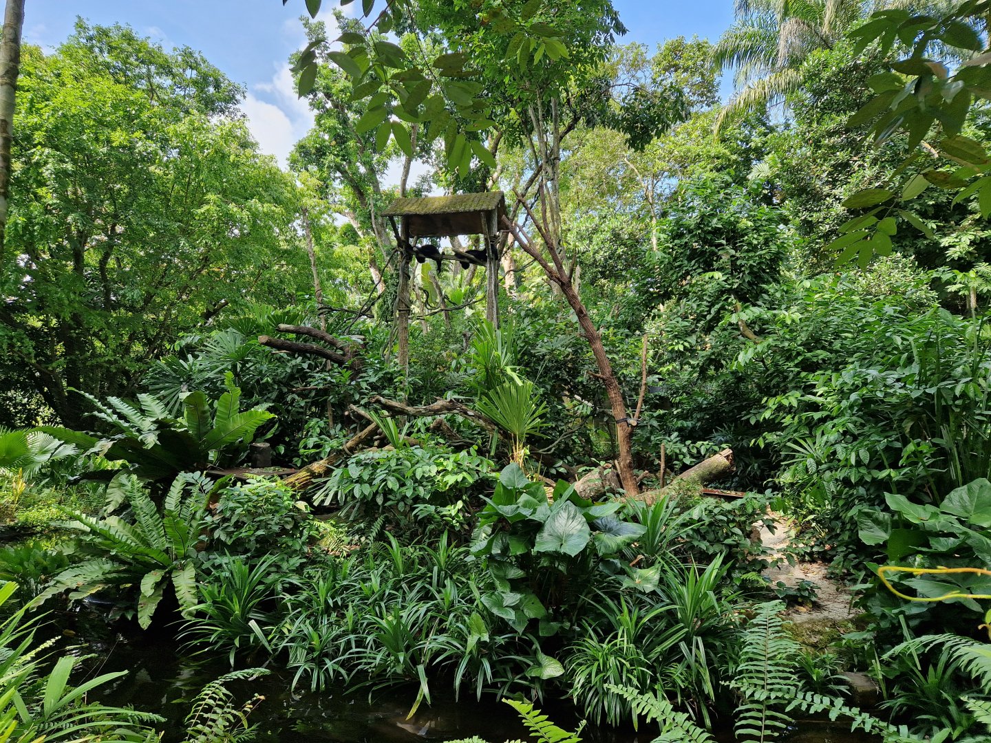 Black and Gold Howler Monkey exhibit