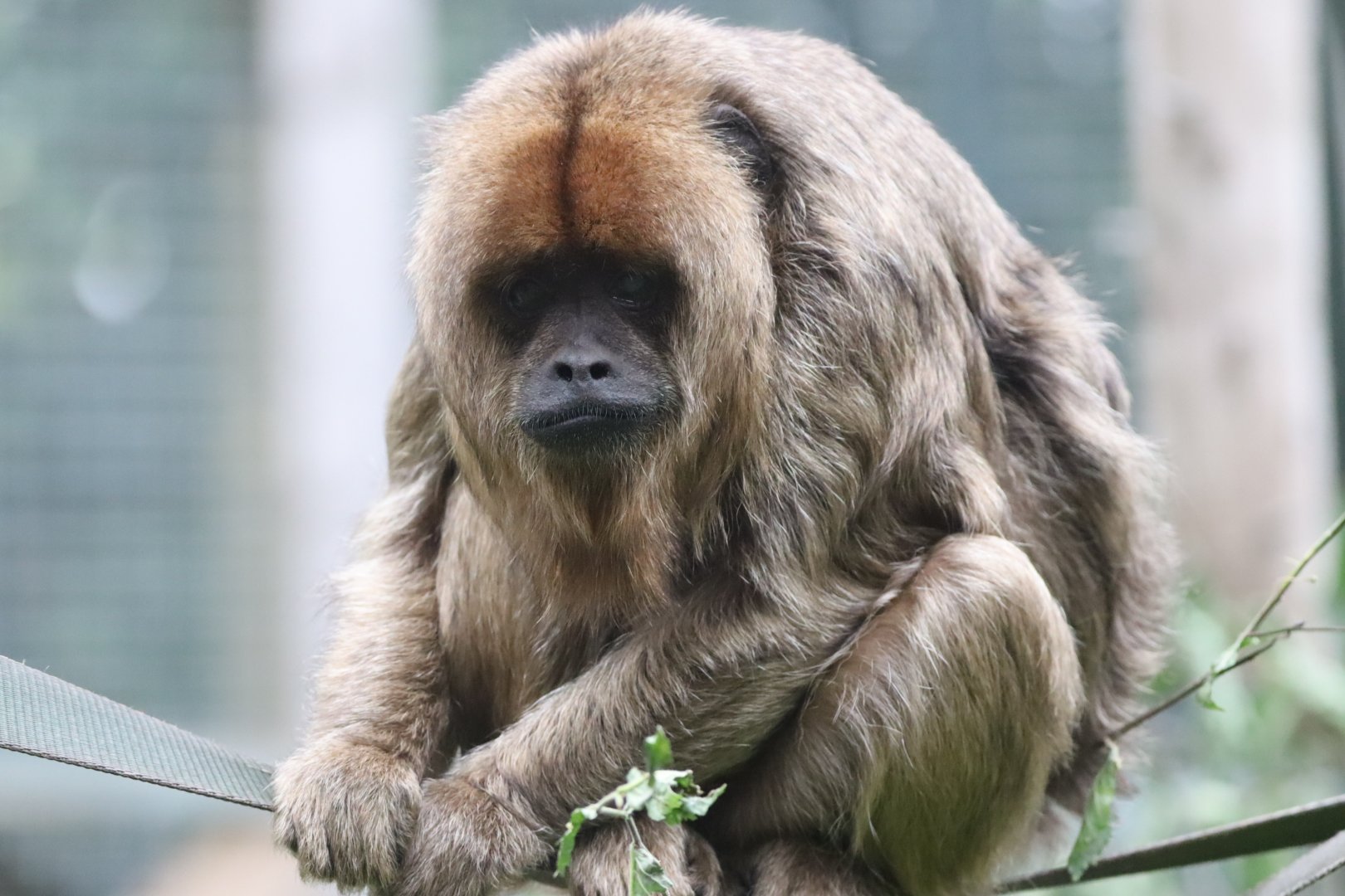 Black-and-Gold Howler Monkey, female