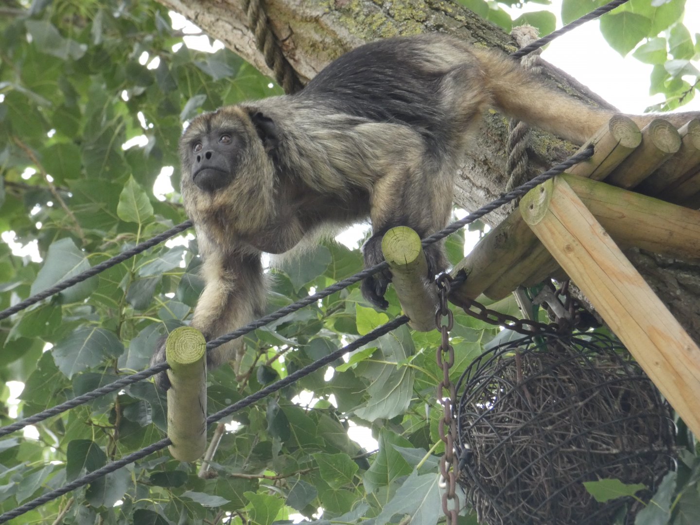Black-and-gold howler monkey in tree