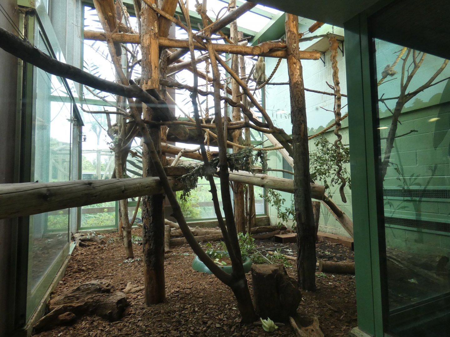 Black-and-gold Howler Monkey indoor enclosure